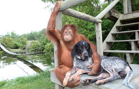 Best friends Suryia the Orangutan and Roscoe the Blue Tick Hound